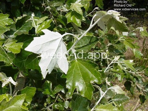 poplar, white
